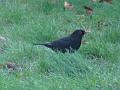 2012-1229-1220-Blackbird_10.2C